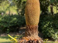 -中国科学院西双版纳热带植物园