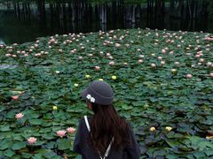 -白鹭湾湿地公园