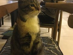 -平行世界·猫咖(首经贸店)