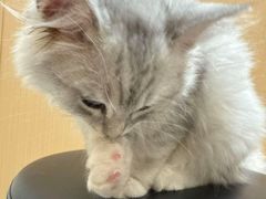 -瑞派康怡24h宠物医院·犬猫医疗中心·微创绝育(瑞景分院)