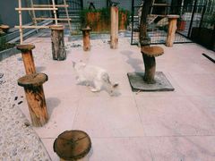 -70cat德文卷毛猫·缅因猫纯种猫舍