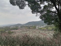 -香雪海