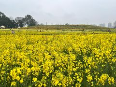 -三圣花乡旅游区