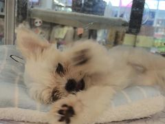 -翊宠yipet猫狗购宠庄园犬舍•猫舍