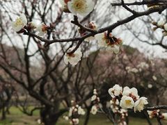 -无锡梅园公园