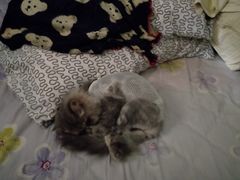 -萌兽医馆·绝育·24小时内科·宠物医院(德胜店)