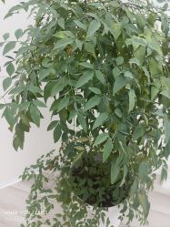 -HEYAN荷妍专业脱毛连锁机构
