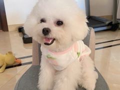 -萌宠之家·腊肠犬·马尔泰·小体犬舍