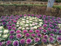 -大连植物园