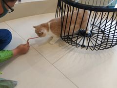 -飞行喵MR PILOT|猫舍·猫咖(静安大融城店)