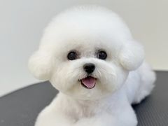 -翊宠yipet猫狗购宠庄园犬舍•猫舍