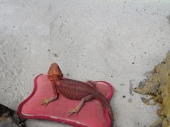 -广州长隆飞鸟乐园