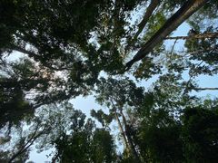 -西双版纳原始森林公园