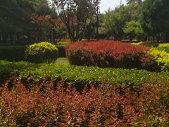 -黄村公园