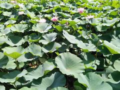 android_upload_pic-沈阳植物园