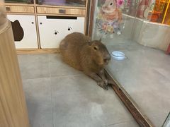 -Honey Bacca 哈尼芭卡高端萌宠(朝阳大悦城店)