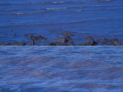 -上海吴淞炮台湾国家湿地公园