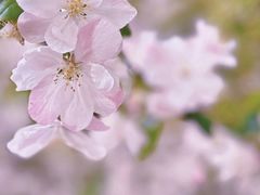 -海棠花溪(元大都城垣遗址公园)