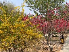 -桃花堤公园