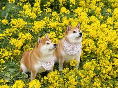 -三圣花乡旅游区