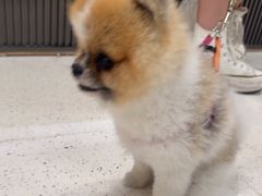 -帕帕拉兹宠物(亚洲旗舰店)