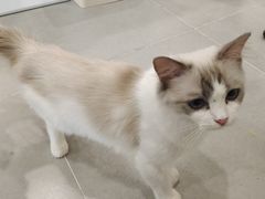 -有喵·猫咖·狗咖·30几只猫10只小狗(岗厦店)