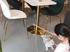 -飞行喵MR PILOT|猫舍·猫咖(静安大融城店)