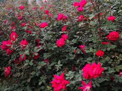 -人民公园(罗湖区)