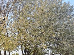 -盘龙城国家考古遗址公园