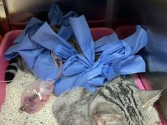 -美联众合动物医院·24h转诊中心