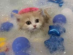 -车接车送·寄养洗护·德文猫舍(大宁店)