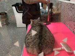 -小呆的宠物店·宠物售卖·宠物寄养(城西店)