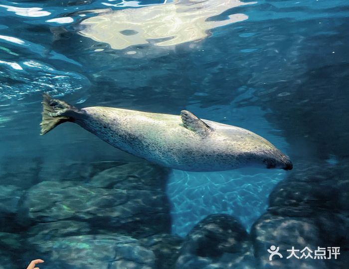 上海海洋水族馆图片