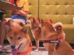 -百好乐宠物友好餐厅(朝外大街店)