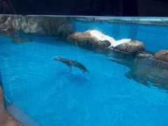 -海合安成都极地海洋公园