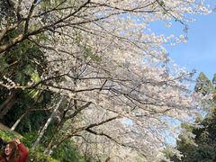 -武汉大学-樱园