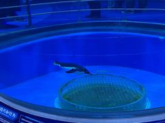 -上海海昌海洋公园