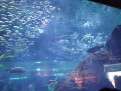 -海合安武汉极地海洋公园