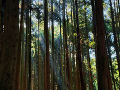 -武陵山森林公园