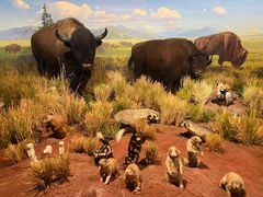 -陕西自然博物馆