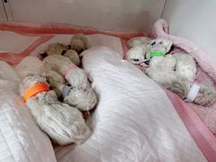 -萌兽医馆·眼科·异宠专科(三里屯店)