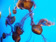 -太平洋海底世界