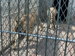 -西安秦岭野生动物园