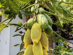 -西双版纳傣族园