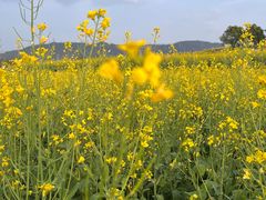 -光明小镇欢乐田园