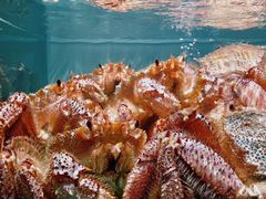 红毛蟹刺身-蟹田居·活蟹料理(东城店)