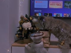 -宠物之家Pets Home 宠物寄养酒店