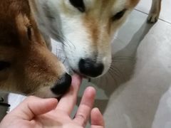 -柴务处·柴犬主题狗咖