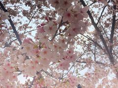 -高东镇樱花园