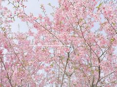 -绵阳盛世樱花悠乐谷